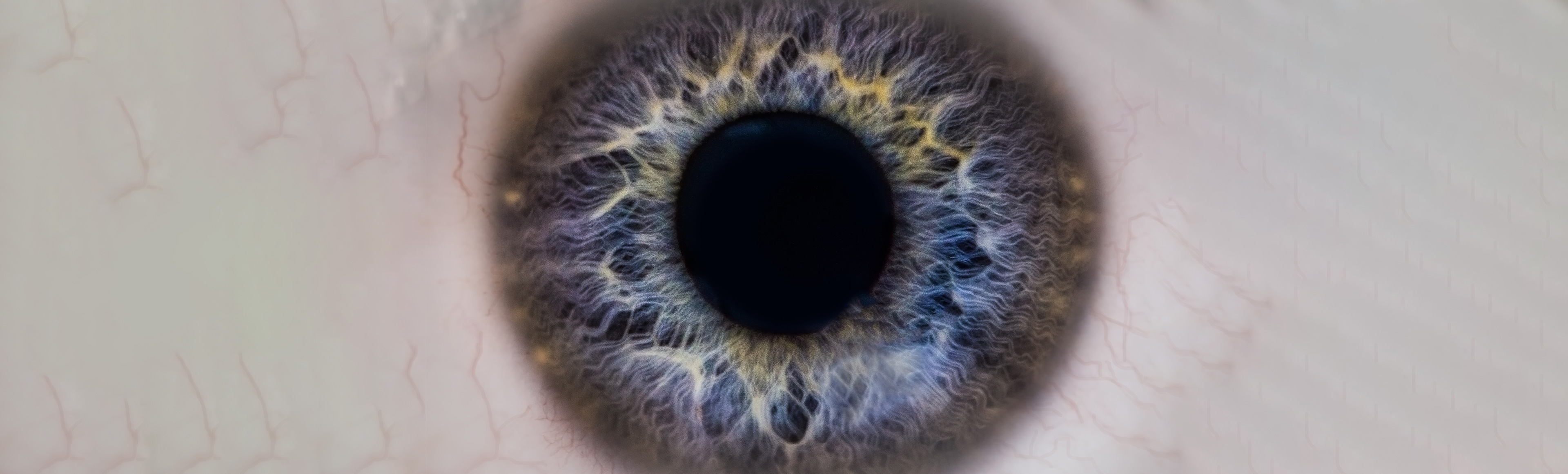 Banner Image of Privacy and AI