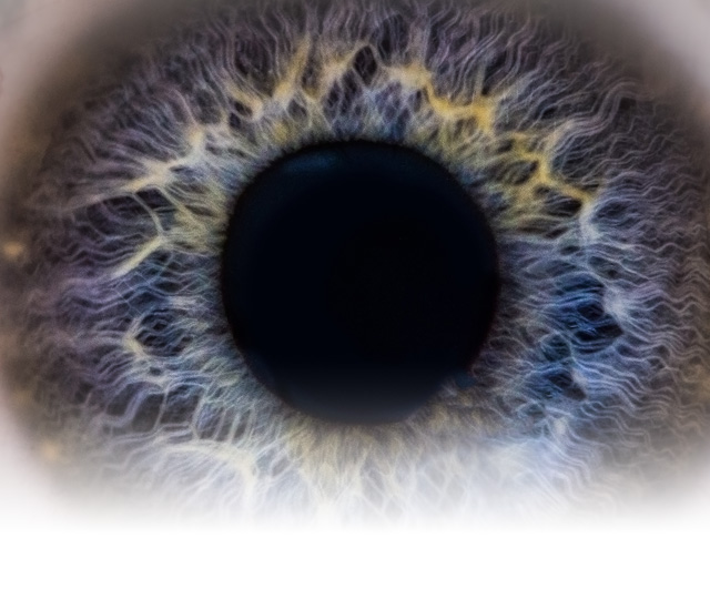 Banner Image of Privacy and AI